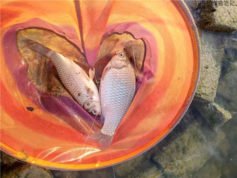 其貌不扬的一位钓友,谁成想竟是一位抛投高手