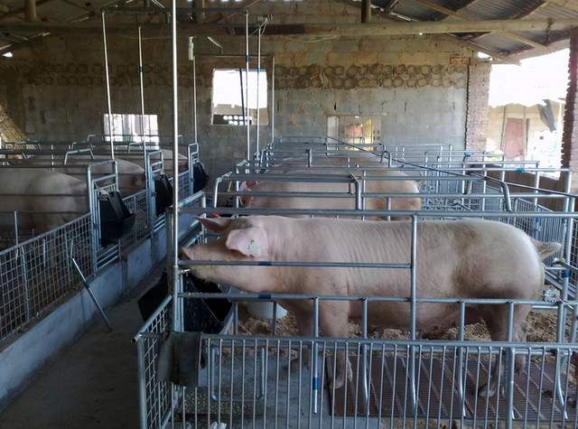 母猪产后不爱吃食奶水少怎么办,母猪产后不食拉干粪球怎样治疗