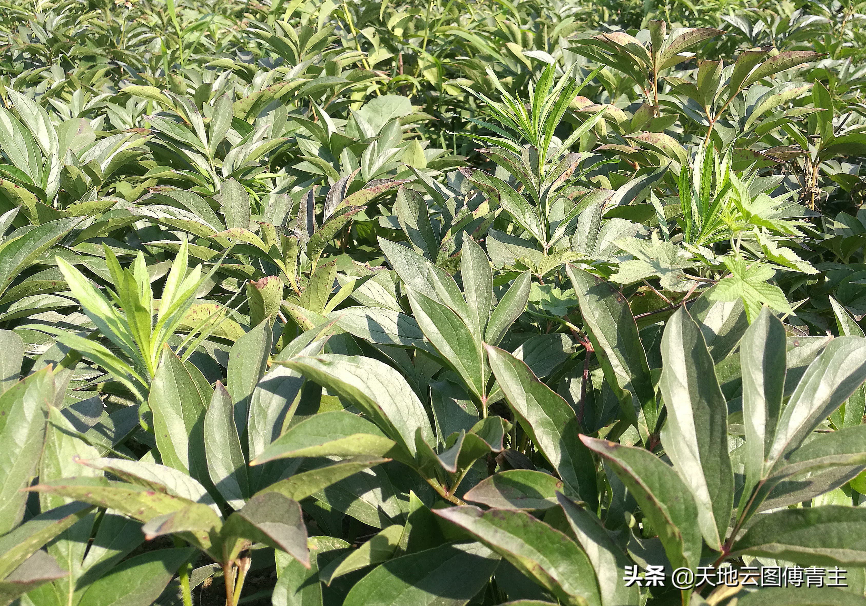 2018年中药白芍价格,中药材白芍种植与前景