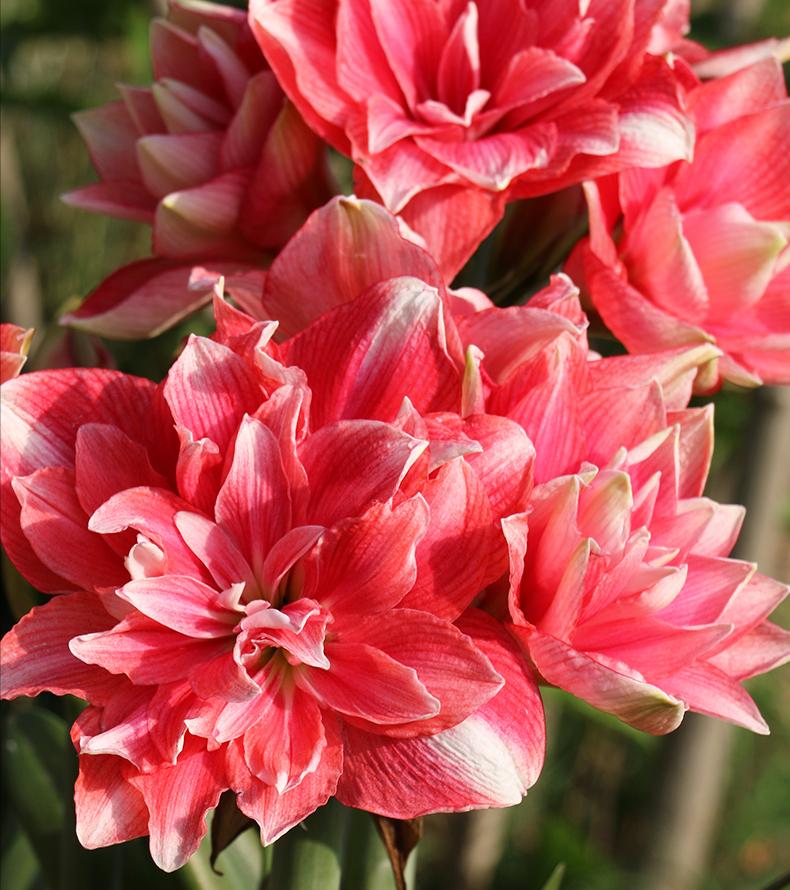 三年前买了套绿地110平三房130万,三年前耗资百万打造小院出售