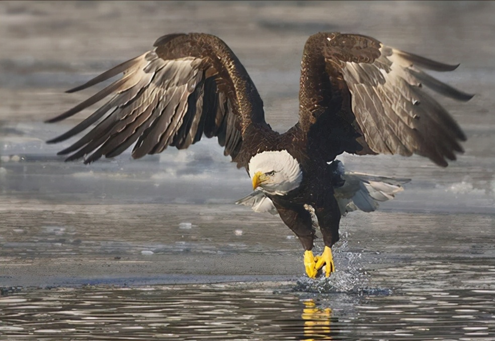 东江揽胜:收集常见鸟类图谱之猛禽篇,摄鸟人自留地,建议收藏