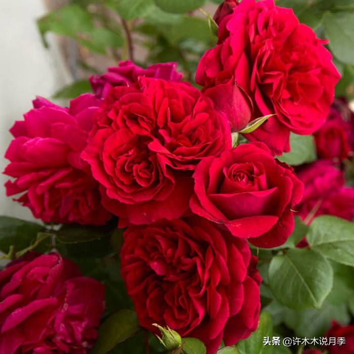 月季为什么不开花和品种有关系吗,买回来的月季不长花骨朵怎么办