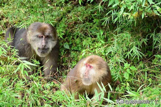二郎山喇叭河看鹿,二郎山喇叭河看日出攻略