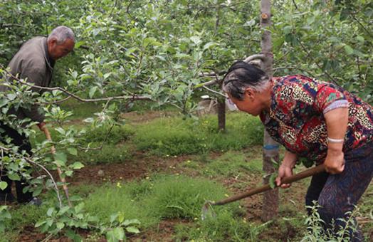 山东奶白桃,山东奶白脆苹果