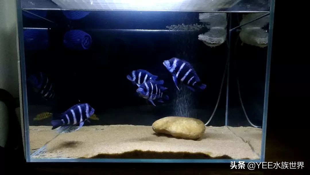 培菌净水最好的装置,高效培菌快速净水