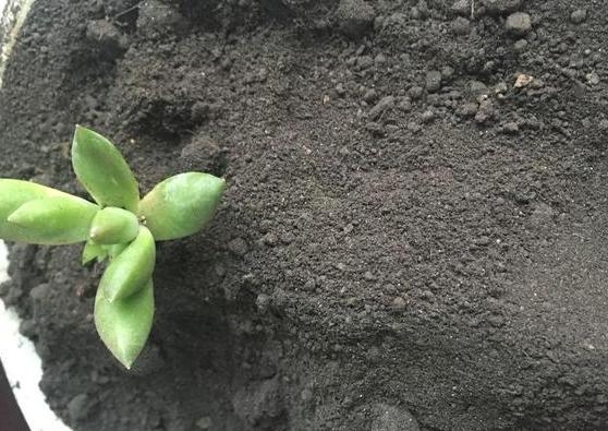 如何让盆栽的花多开花,如何使盆栽的花花期长