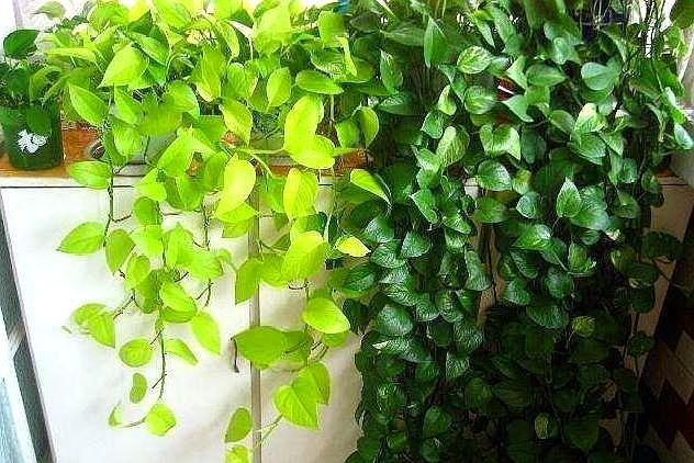 养绿萝最好用什么土,养绿萝最好最快的肥料