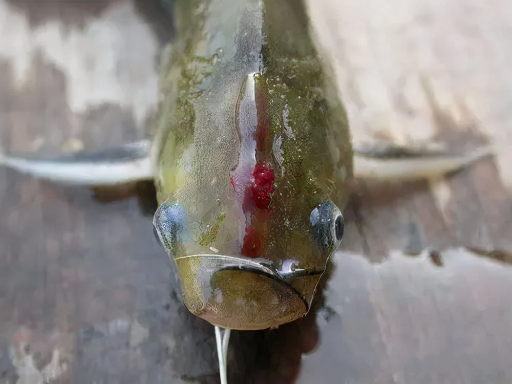 黄颡鱼烂皮如何处理,黄颡鱼烂背鳍原因