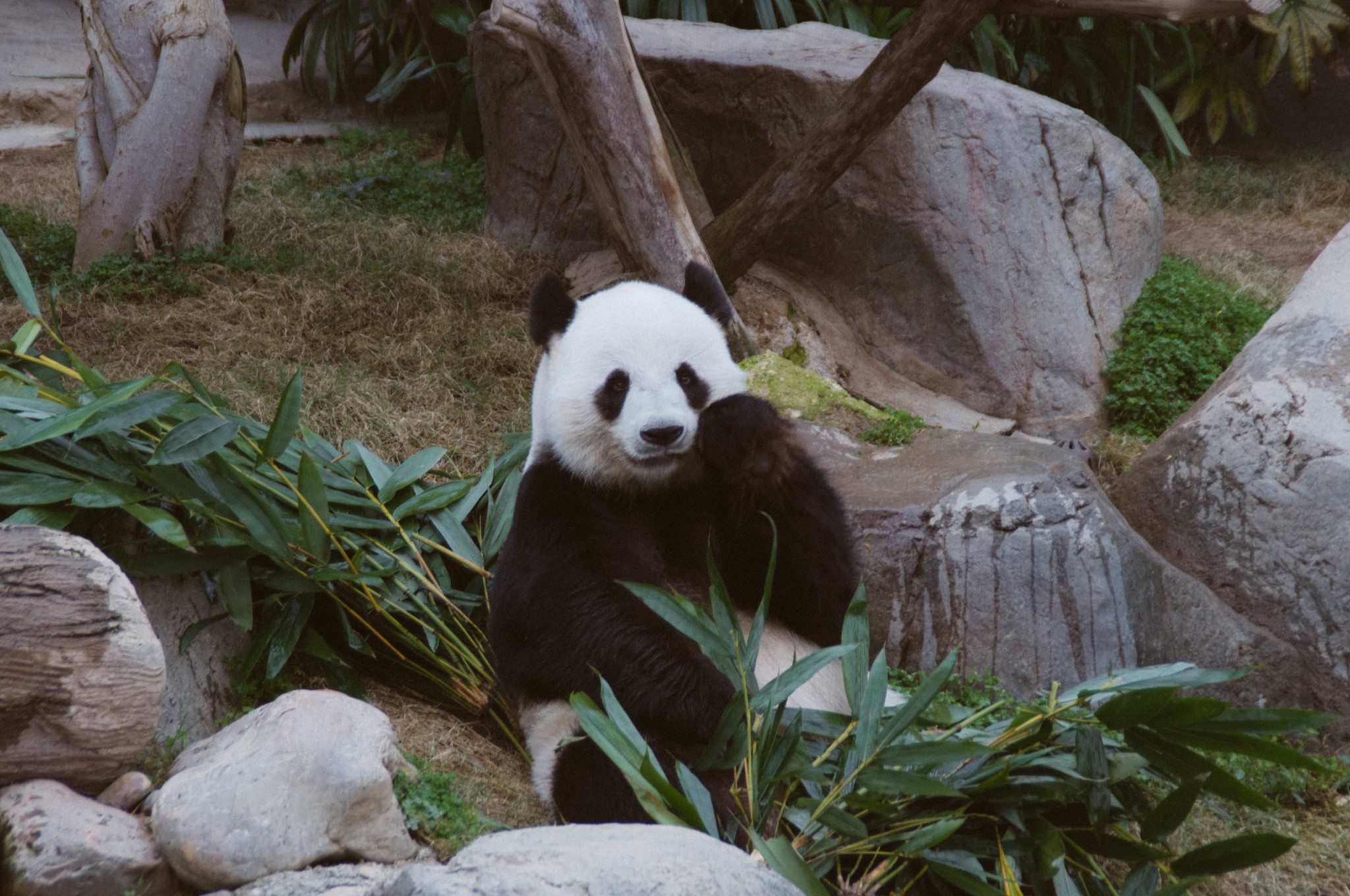 香港海洋公园现在盈利吗,香港海洋公园现在情况
