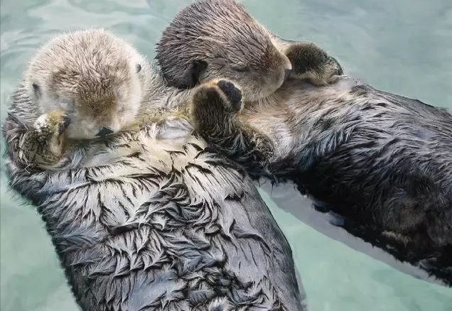 狮子和老虎谁厉害动物冷知识,动物冷知识合集