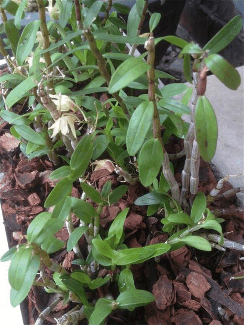 松树皮怎样处理可以做兰花植料,种植兰花只需要用松树皮就够了么
