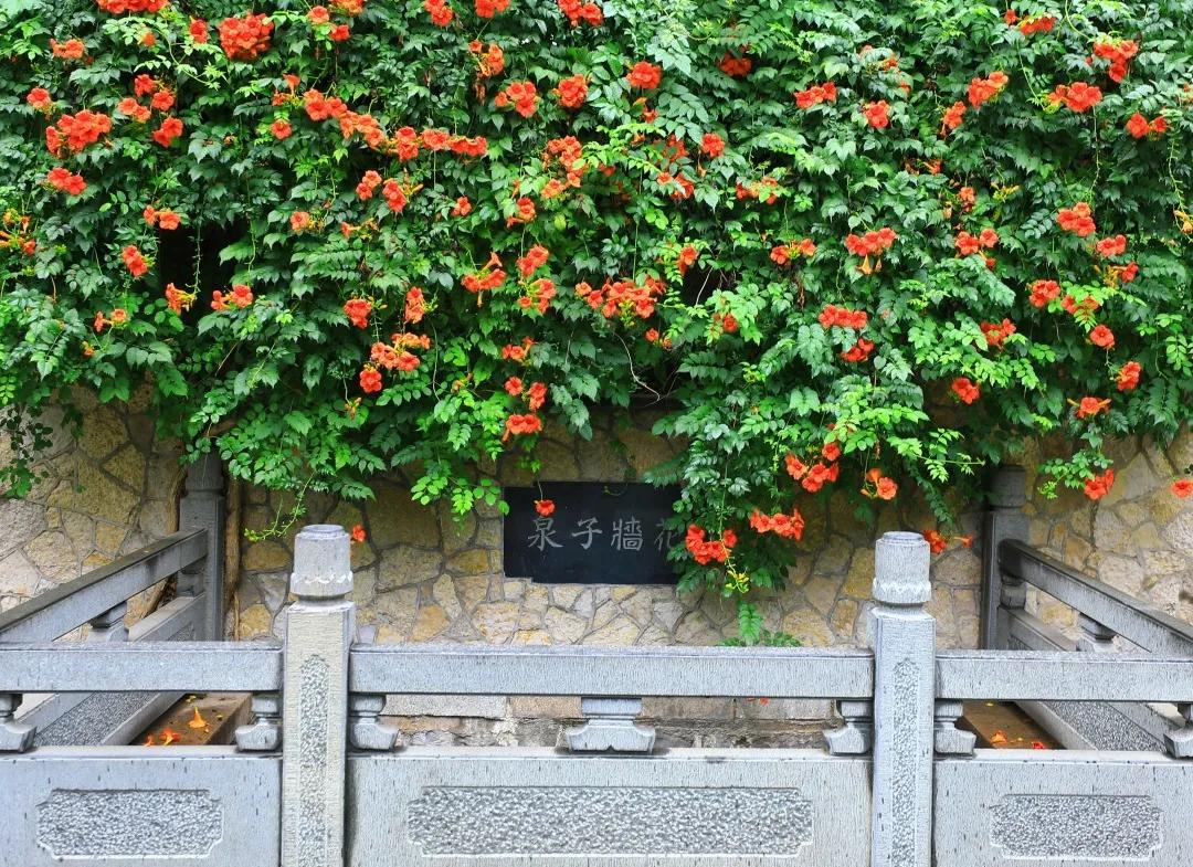 在济南花式避暑，一见“清”心！只需一瞥，便足以把酷夏原谅…