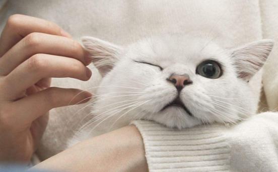 猫咪体外驱虫一般用什么药,猫咪体外驱虫哪种药好一些