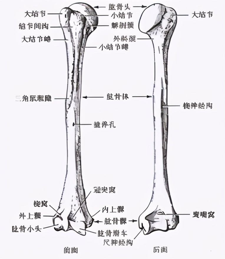 针灸学经脉循行速记,零基础学针灸十二经脉