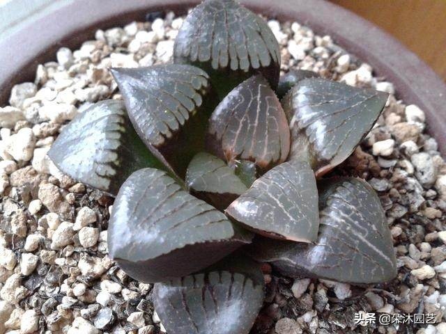 多肉十二卷寿的窗口怎么不透明,多肉热点话题