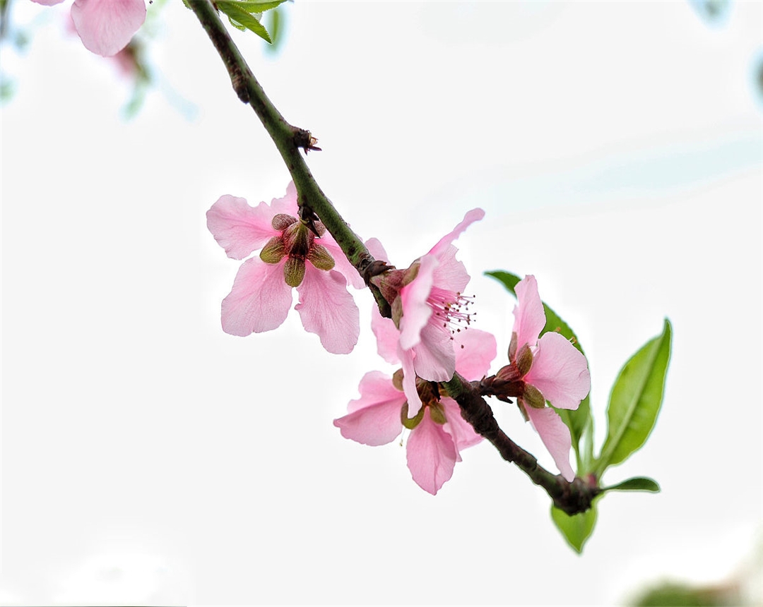 盆栽桃花养殖方法,桃花盆栽怎么养