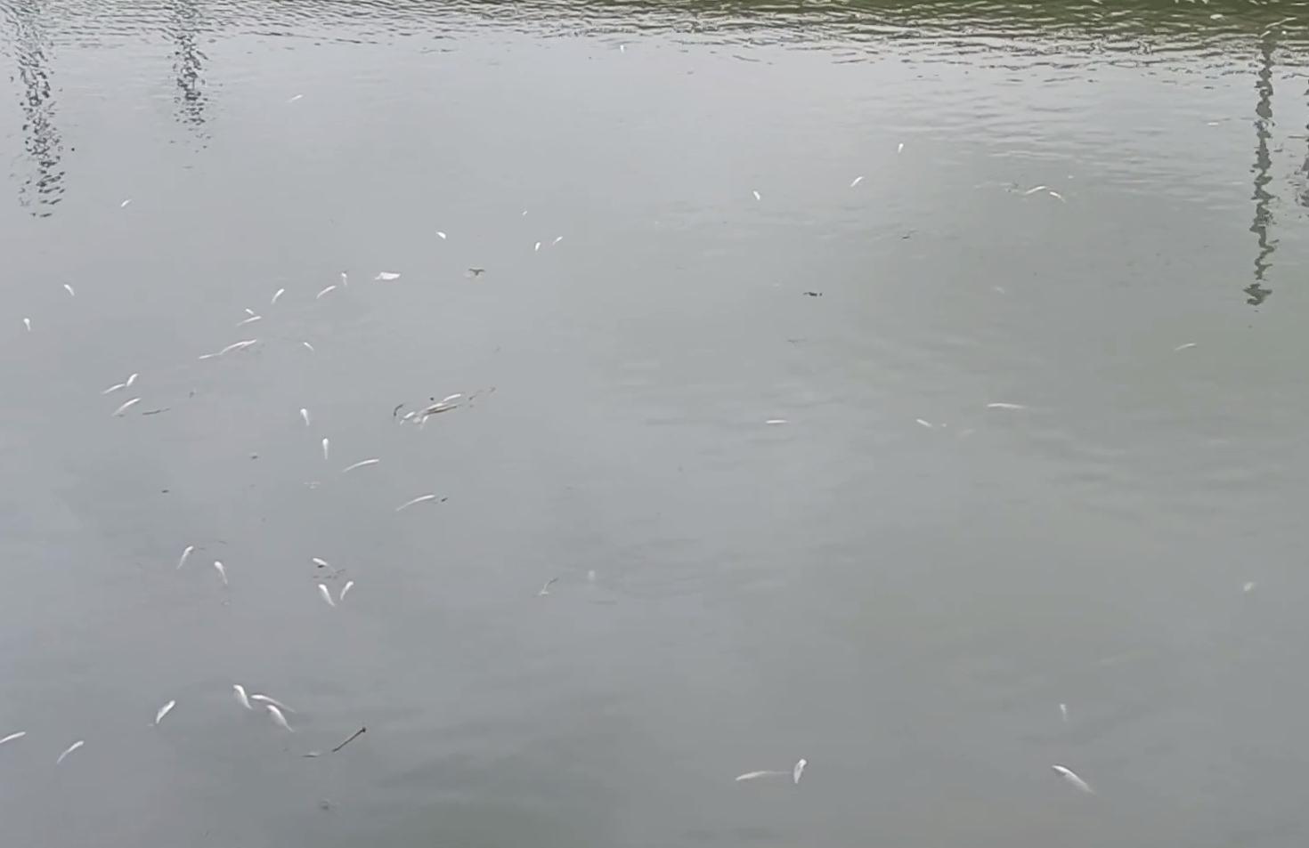 厦门海域出现大量鱼,厦门水库泄洪捡鱼