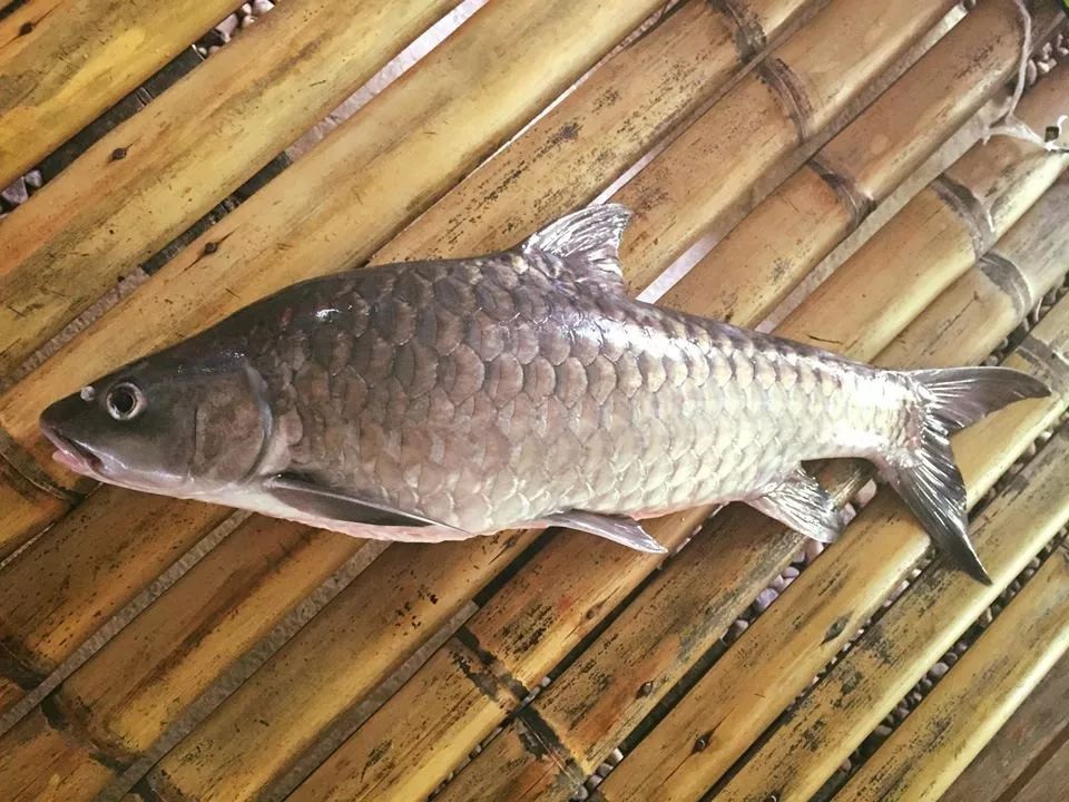 世界顶级淡水鱼大全,世界上顶级鱼类大全