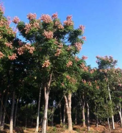 栾树市场前景怎样,栾树最新消息