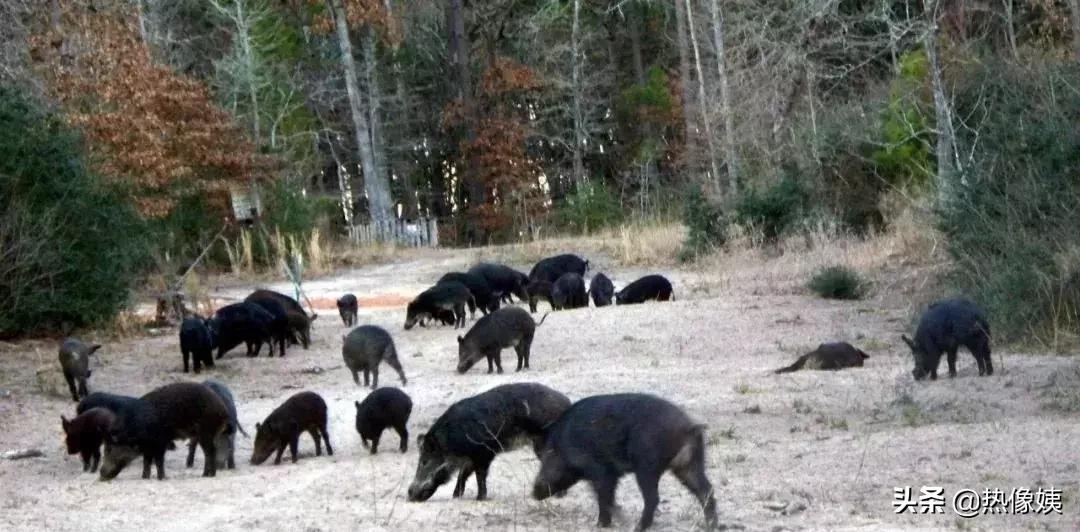 打猎高手被打脸：误把家猪当成野猪打！夏季热像仪狩猎指南