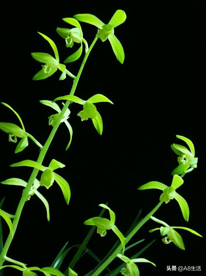 兰花蕙兰十大名品,蕙兰名品大全欣赏