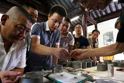 网上收蟋蟀是骗局吗,宁津蟋蟀与宁阳蟋蟀