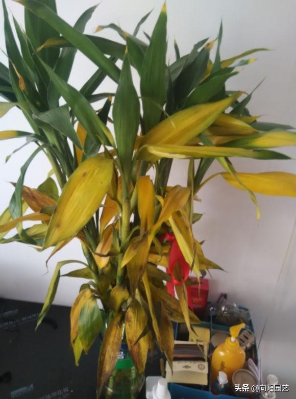 花卉处理,花卉后期的处理方法