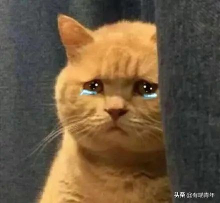 网红绑猫*藏西**骑行求关注,遭网友质疑回怼:比在家里刺激多了