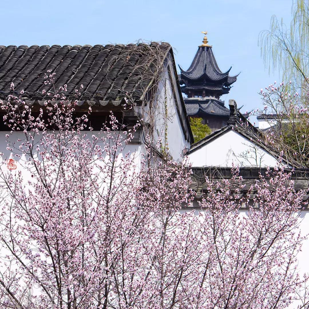 濡備綍鍖哄垎妯辫姳妗冭姳姊ㄨ姳鏉忚姳娴锋,妯辫姳妗冭姳鏉庤姳鏉忚姳濡備綍鍖哄垎