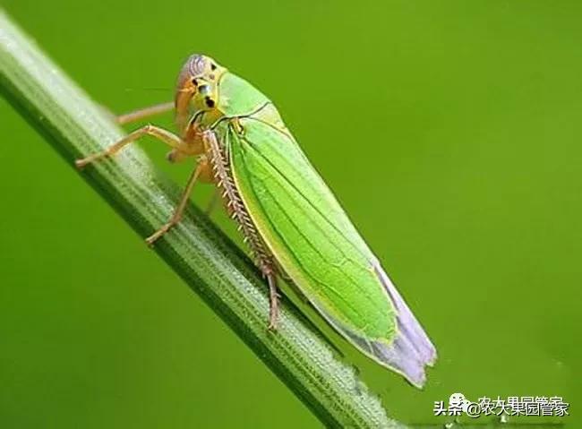 绿叶蝉危害图片,小叶蝉危害