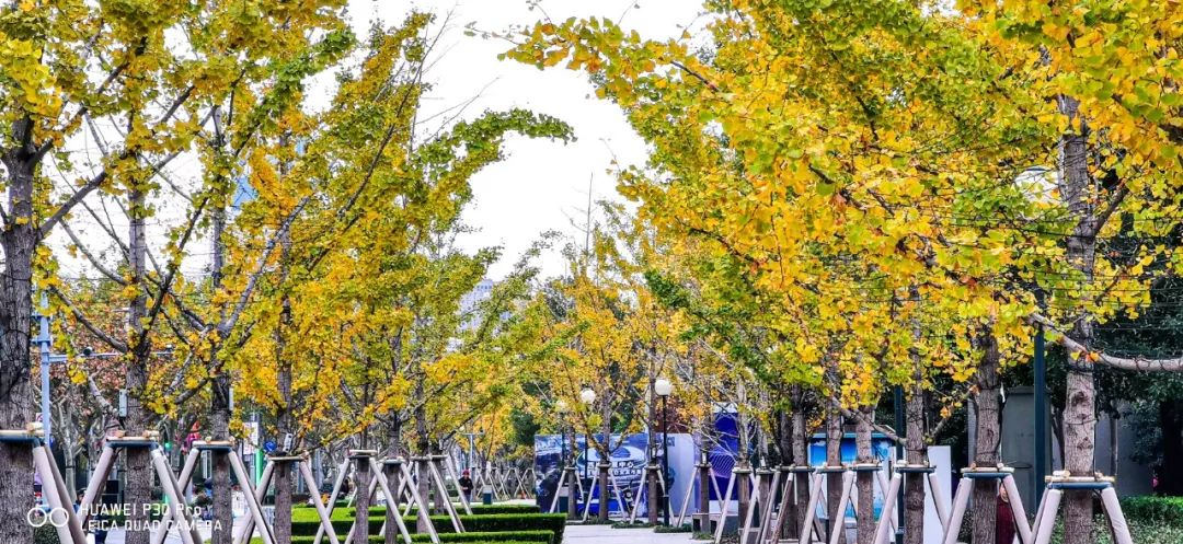 上海银杏叶打卡的地方,上海周边哪里有银杏叶