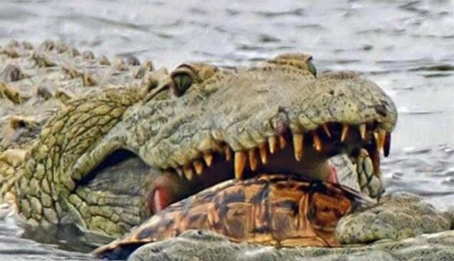 乌龟的天敌是什么动物,乌龟最怕的动物