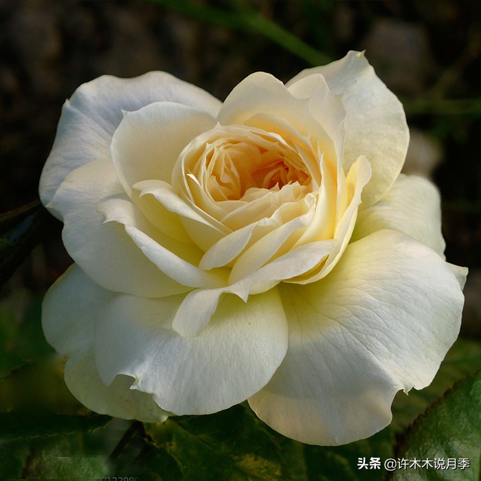 多菌灵可以治疗月季灰霉病吗,月季灰霉病黑斑病黄叶打什么药