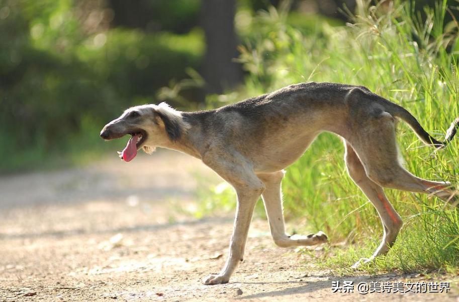 两次提名诺贝尔的林语堂,写诗水平如何?一首打油诗见“真功夫”
