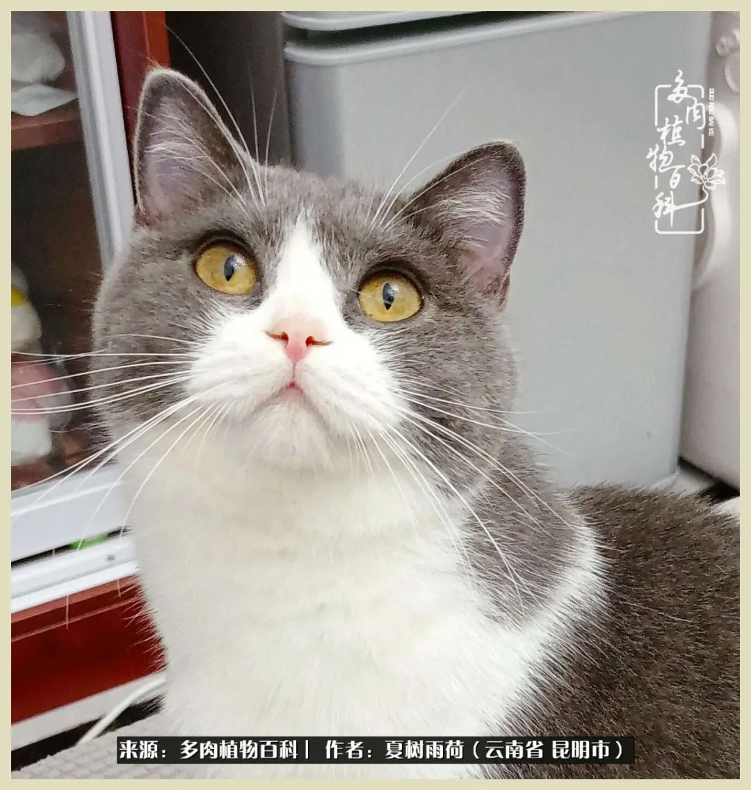 自从养了多肉有了窗台想要个阳台,养多肉10年多