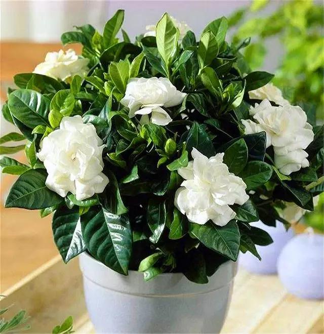 栀子花叶片发黄什么原因,栀子花叶片发黄是什么原因造成的