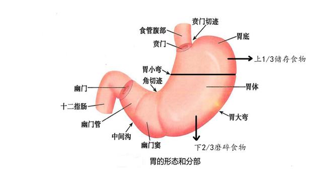胃痛为啥吃胃药反而更痛,胃痛吃了药也是痛