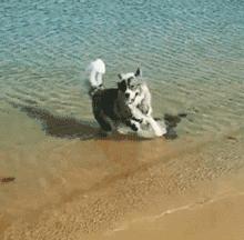 狗中三傻阿拉斯加萨摩耶,哈士奇阿拉斯加萨摩耶宠物秀