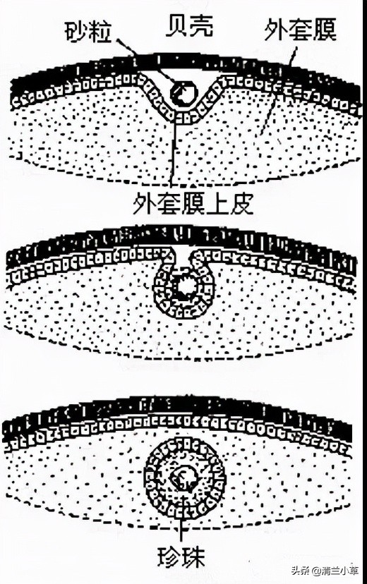 珍珠的知识图片大全,珍珠最全知识
