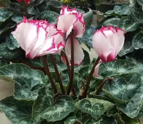 白天浇花花叶变黄,用什么方法养花叶子黄