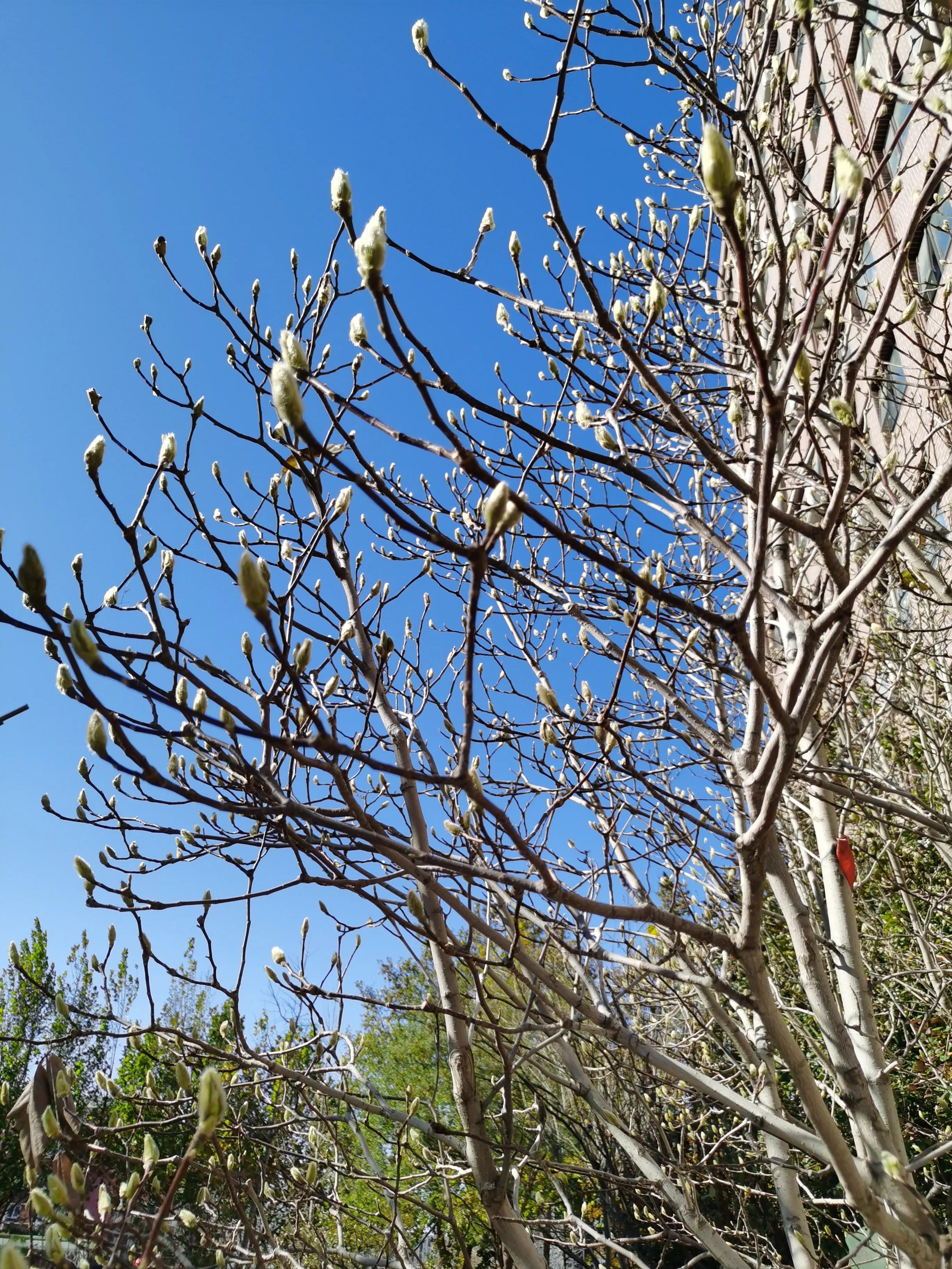 人生如花散文,散文朗诵生命的美丽