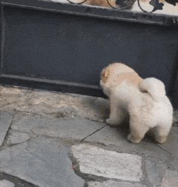 狗狗犯错了怎么正确的教训,狗狗犯错后如何正确告诉它犯错了