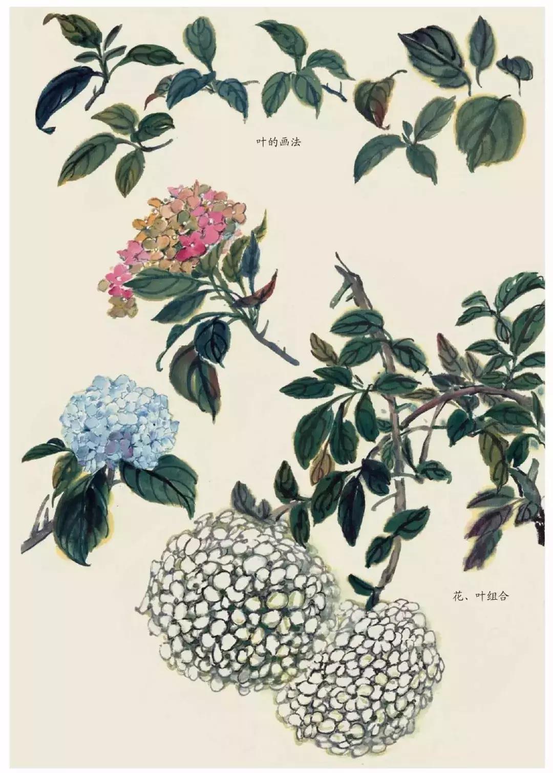 国画团扇花卉画法,国画中常见花卉的画法