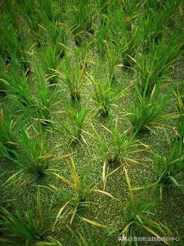 水稻黄叶打什么药最好,水稻怎么防止黄叶