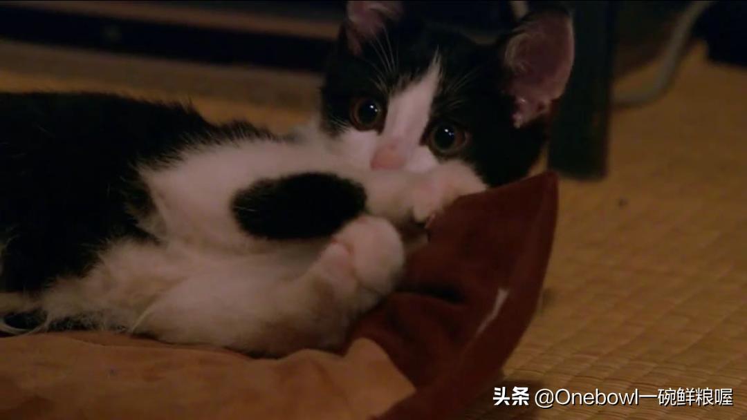 带小猫咪出门会生病吗,小猫咪剪指甲会生病吗