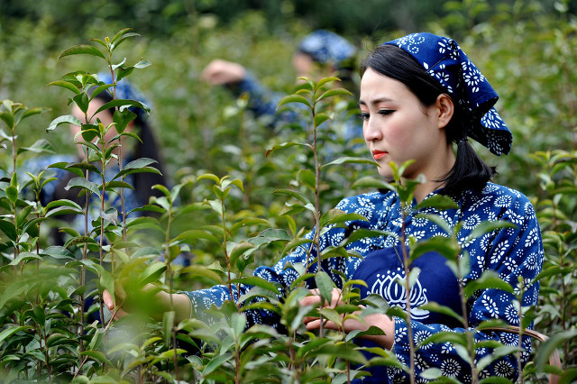 采茶姑娘语句,采茶姑娘视频