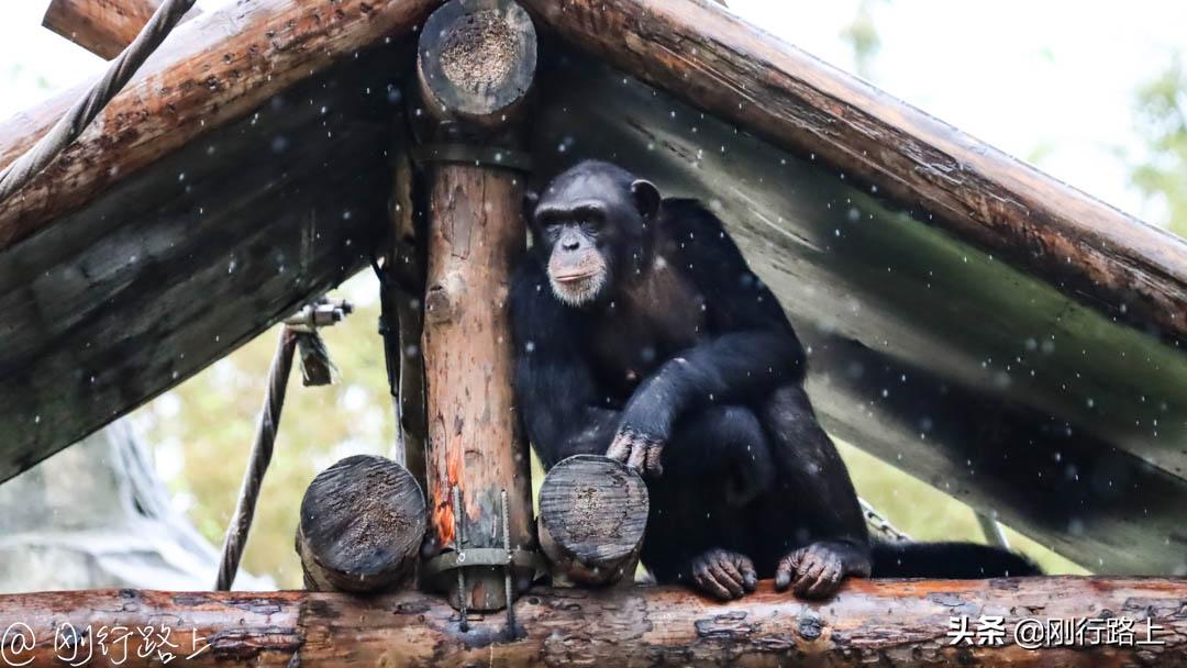 上海野生动物园攻略，一个适合亲子游玩的地方