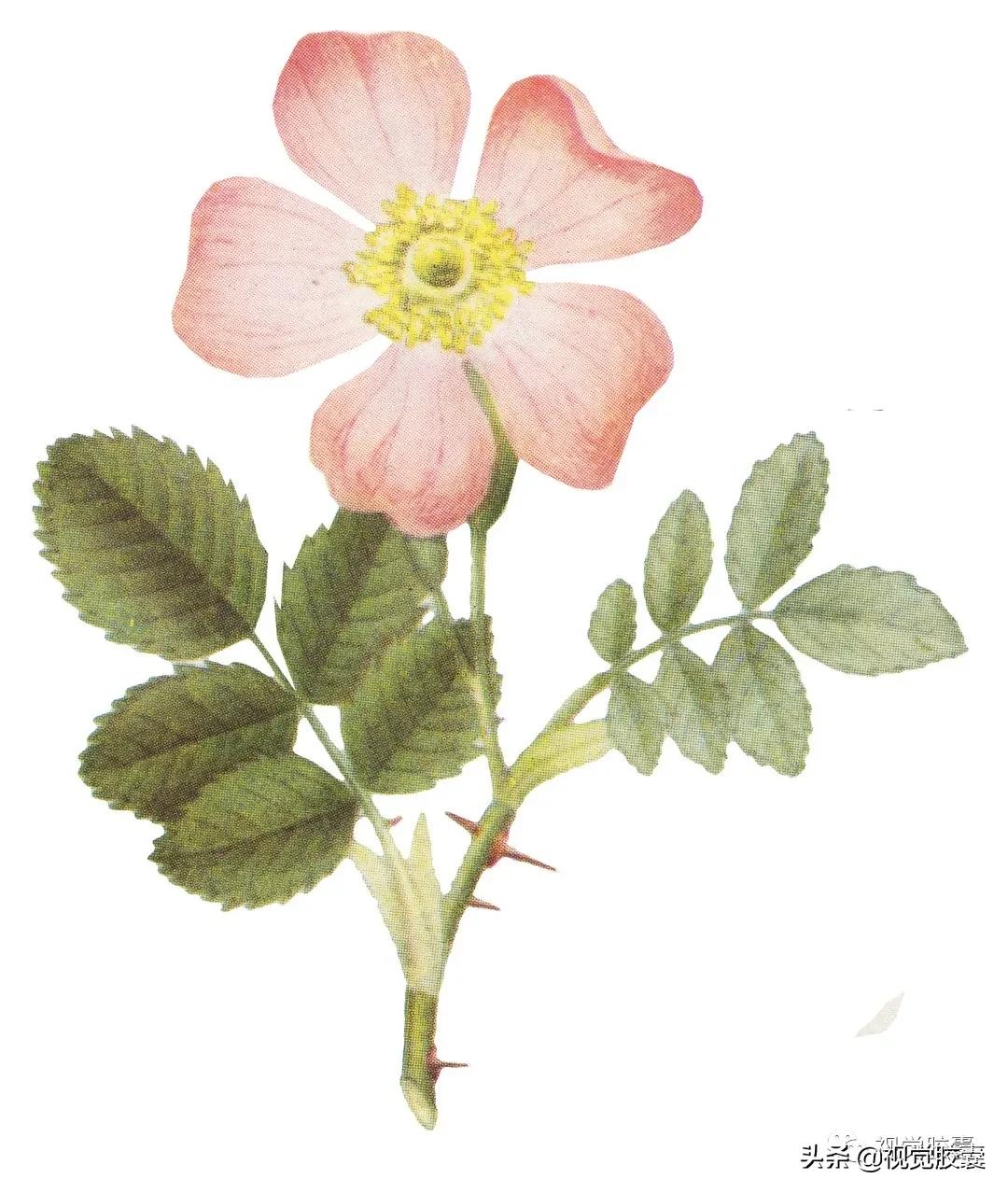 乡村蔬菜大棚的设计,蔬菜精美设计图片