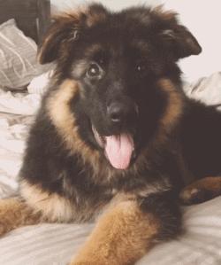 谁也拒绝不了的撒娇,谁也拒绝不了一只卖萌的小狗