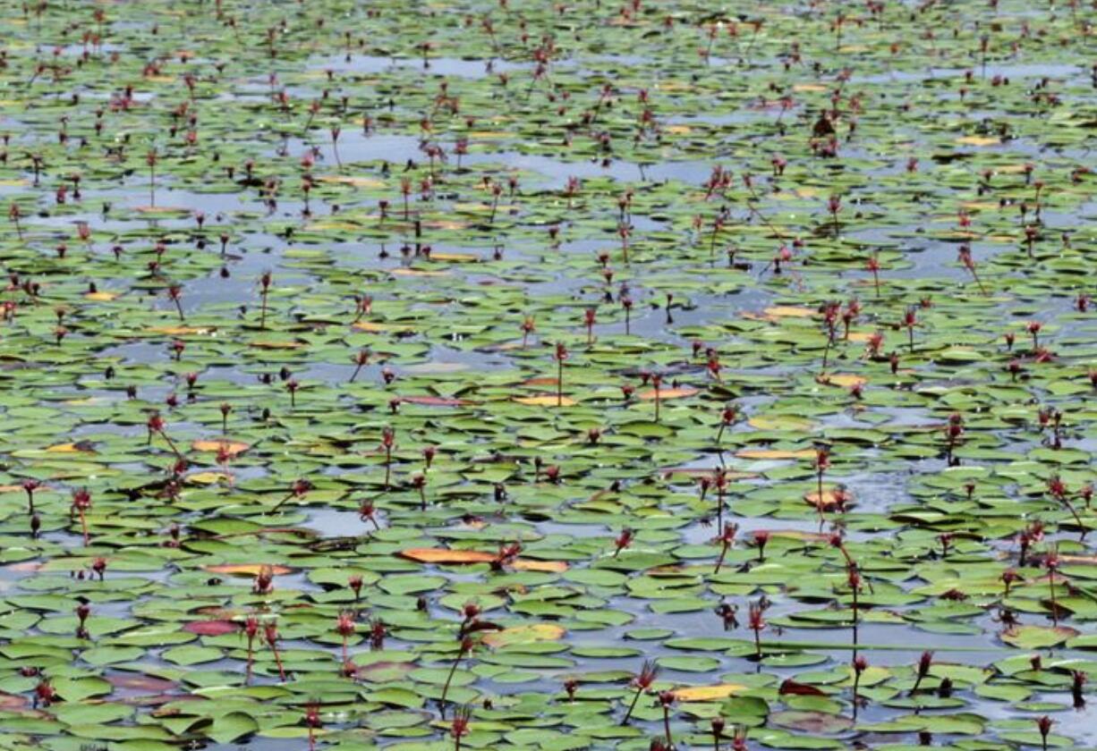杭州野生莼菜,杭州临安特大野生莼菜